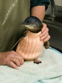Ndodh dhe kështu! Veshën me pulovër plotë 32.000 pinguin…!